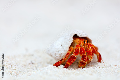 Hermit crab Fototapet