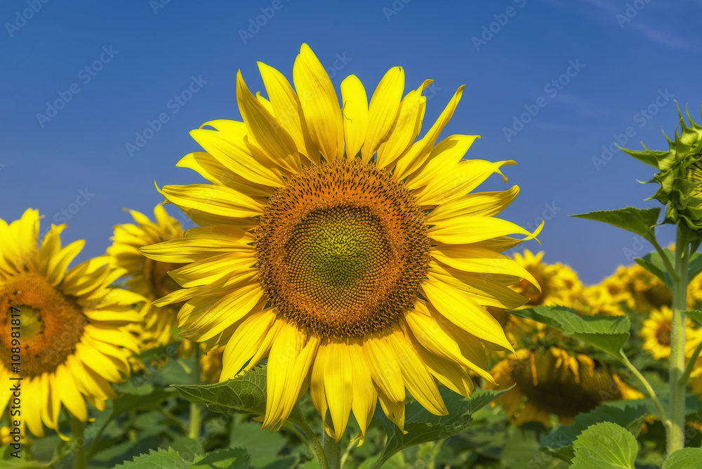 Beautiful Big Sunflowers blooming against a blue sky,yellows flo Beautiful Big Sunflowers blooming against a blue sky,yellows flo