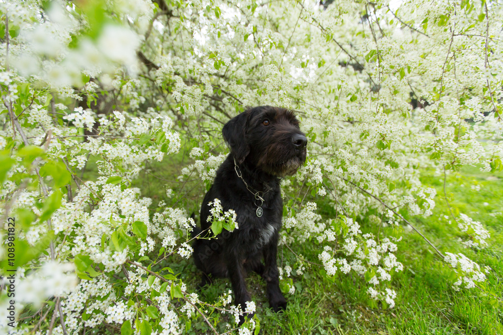 Beautiful black dog posing at spring tree in blossom