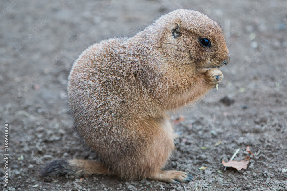 Schwarzschwanz-Präriehund (Cynomys ludovicianus) Black-tailed Prairie dog Schwarzschwanz-Präriehund (Cynomys ludovicianus) Black-tailed Prairie dog