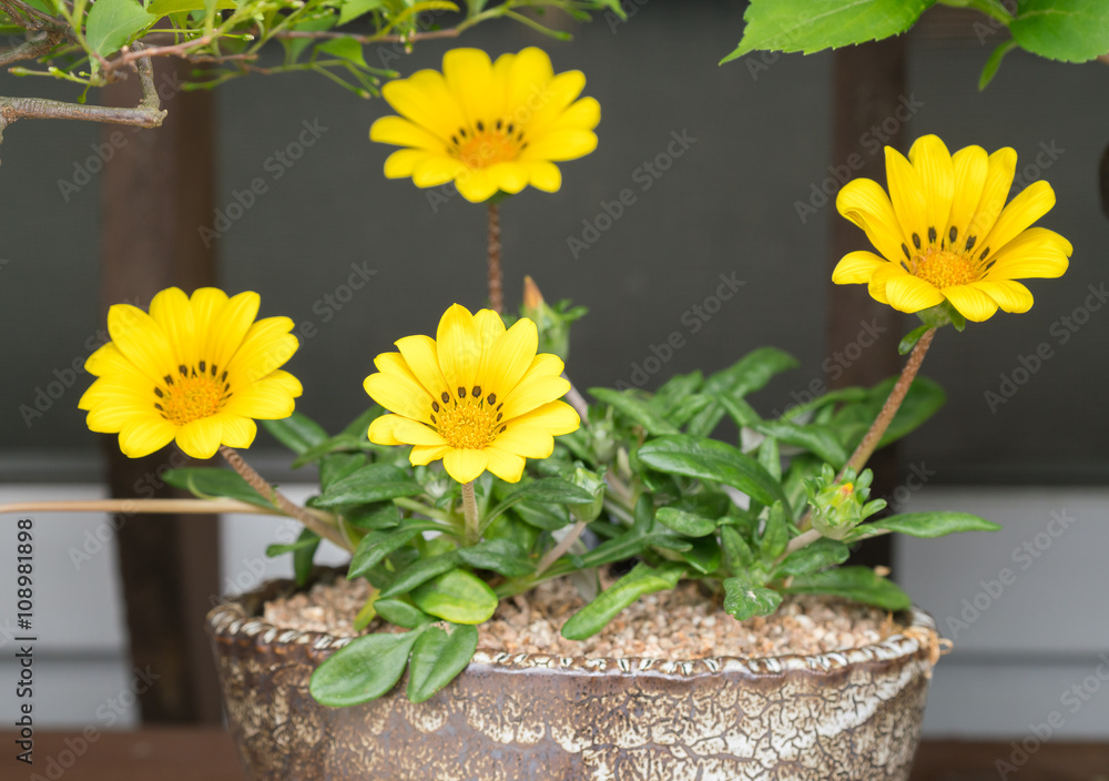 Fototapeta premium yellow flowers