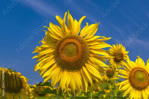 Beautiful Big Sunflowers blooming against a blue sky yellows flo