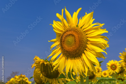 Beautiful Big Sunflowers blooming against a blue sky yellows flo