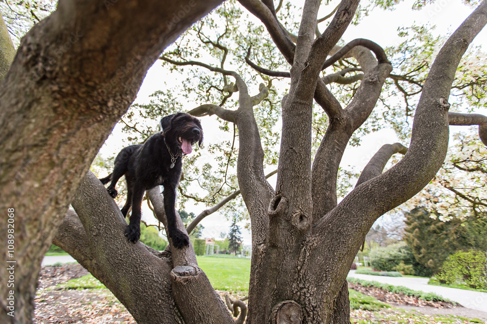 Obraz premium Beautiful black dog posing at spring tree in blossom