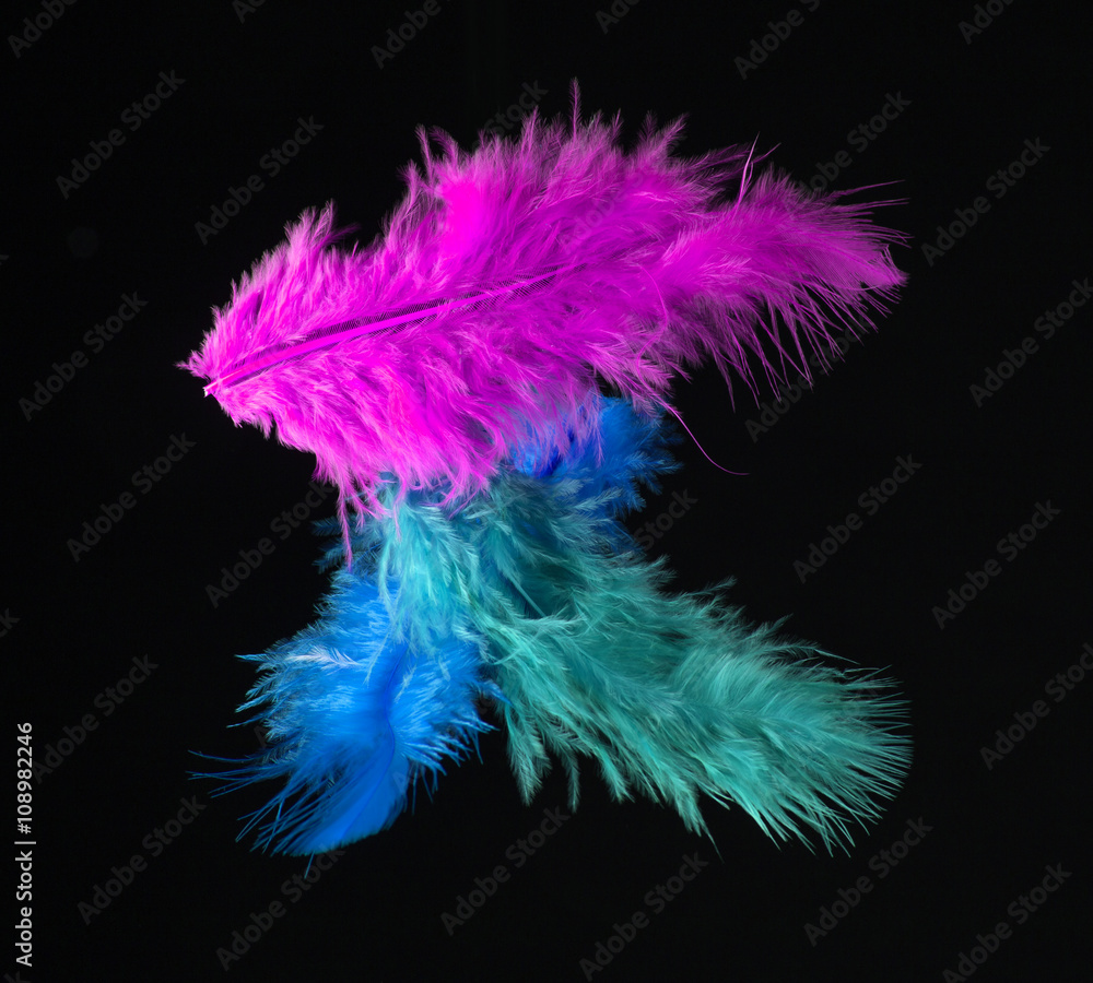 Obraz premium Colored Feathers isolated on black background
