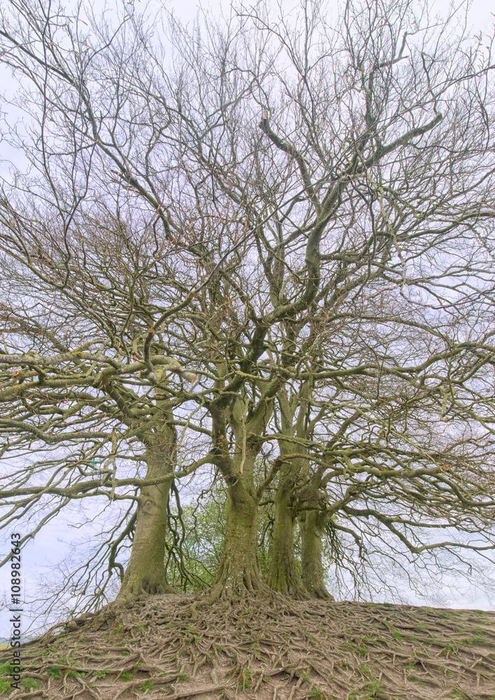 Copper beech trees at Avebury, Wiltshire that are said to have been the inspiration for Tolkien's Ents.