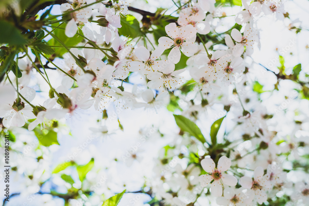 Fototapeta premium Branches of blossoming cherry