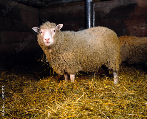 Quadro su tela Sheep in a barn