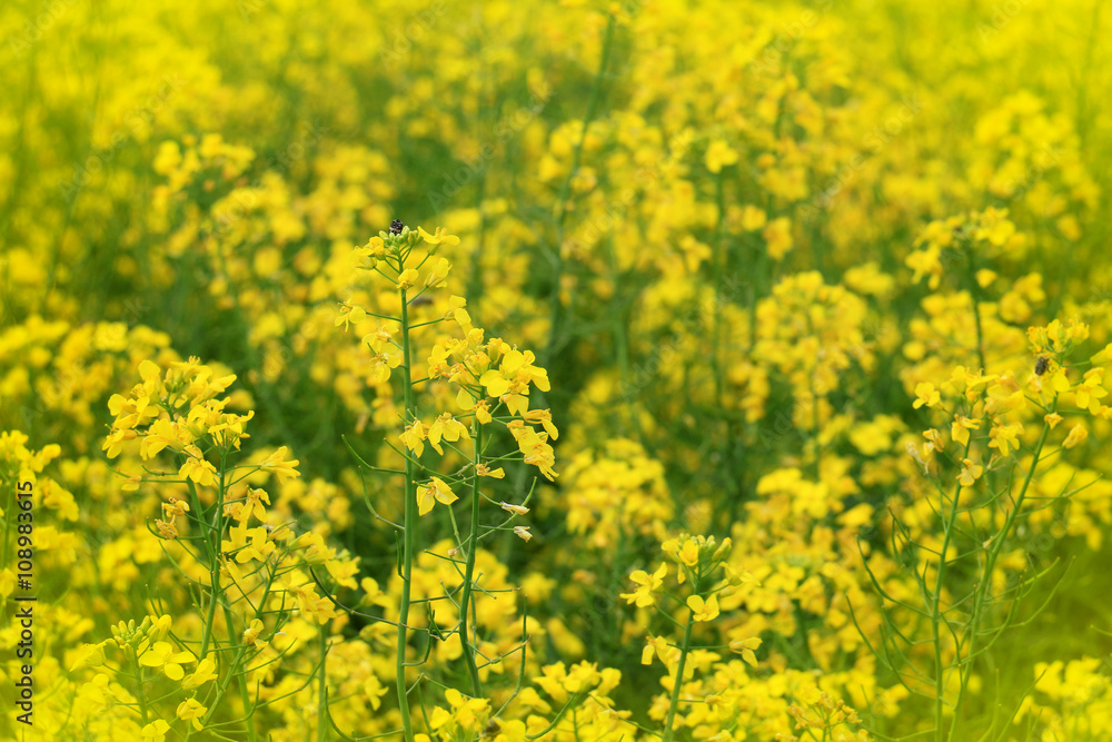 Rapeseed field, Blooming canola flowers close up Rapeseed field, Blooming canola flowers close up