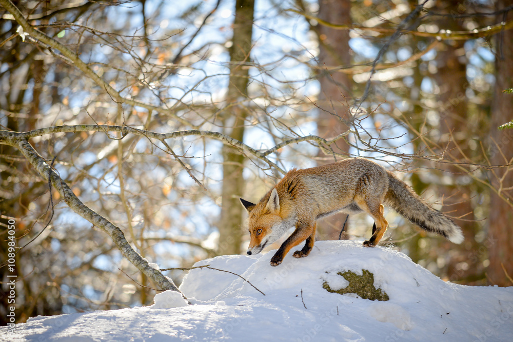 Fototapeta premium fox