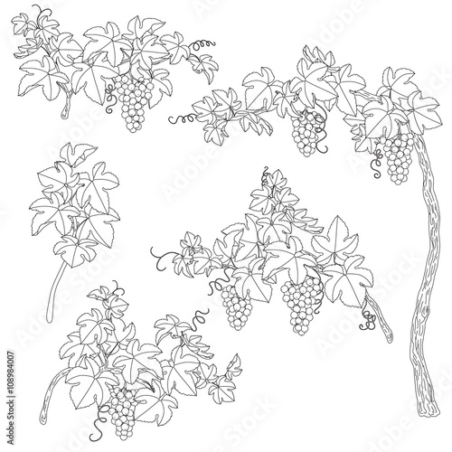 Black and white outlines branches of grape.