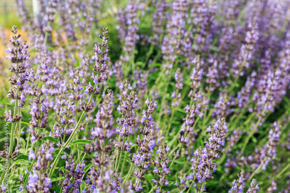 Obraz premium Sage desert