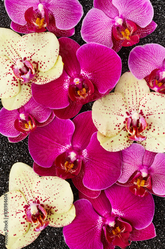 Fototapeta Naklejka Na Ścianę i Meble -  Orchid flowers