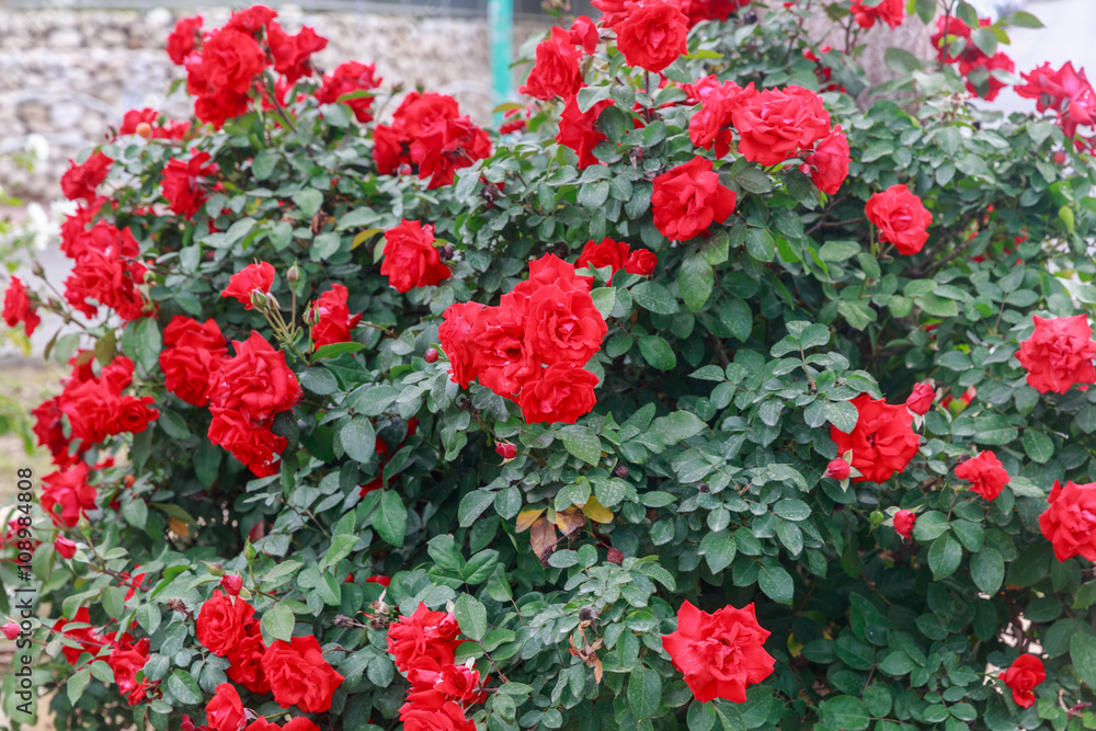 Red ripe roses