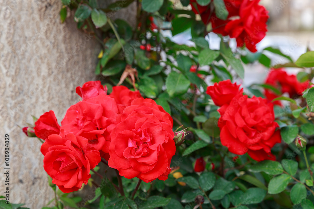 Red ripe roses on his bush Red ripe roses on his bush