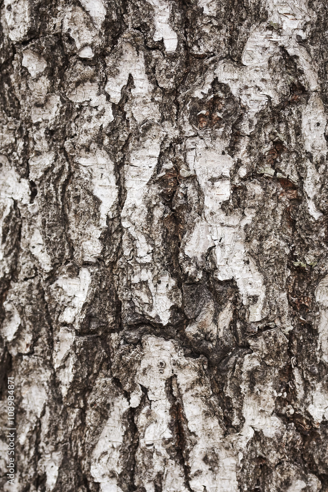 Fototapeta premium Texture of bark tree