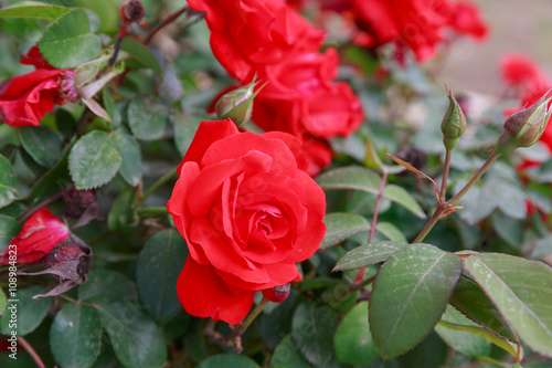 One mature red rose