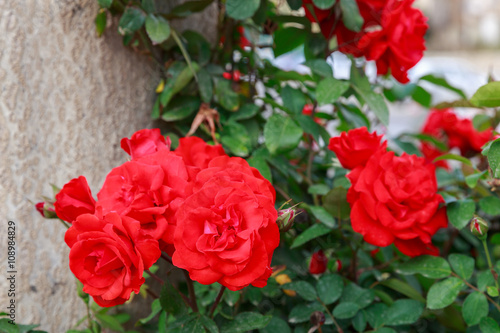 Red ripe roses on his bush