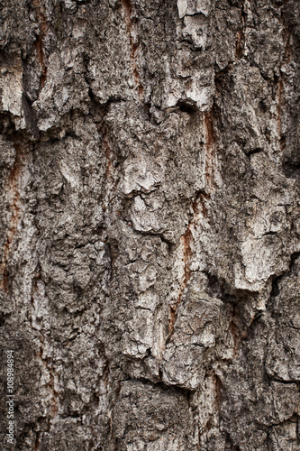 Fototapeta Naklejka Na Ścianę i Meble -  Texture of bark tree