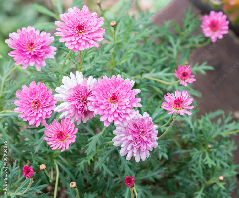 pink flowers pink flowers