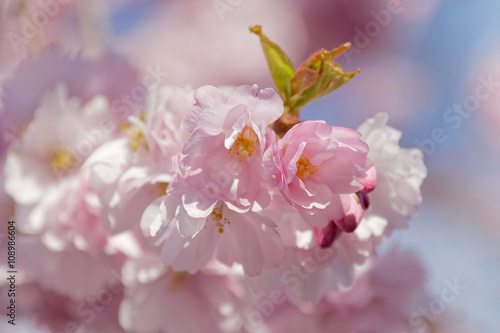 фотографія Closeup of a branch of pink cherry bloom