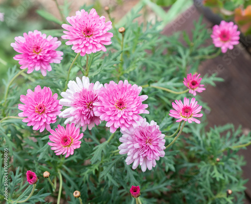 pink flowers