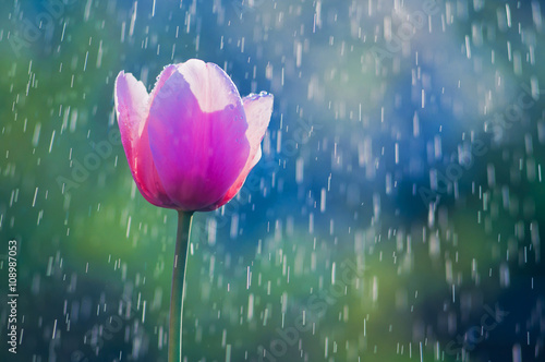 Pink and purple tulip in drops of water in the spring rain