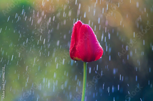 Red tulip in drops of water in the spring rain