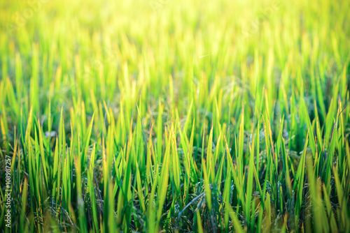 Close up of paddy rice field