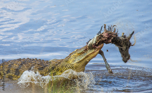 Crocodile eats a wildebeest in the Mara river. Kenya. Maasai Mara. Africa. An excellent illustration.