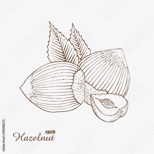 Hazelnut. Woodcut style. Hand drawn sketch walnut. Vector illustration.