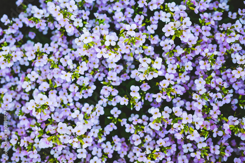 Small purple flowers