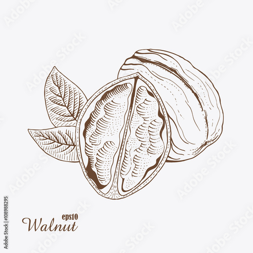 Walnut. Woodcut style. Hand drawn sketch. Vector illustration.