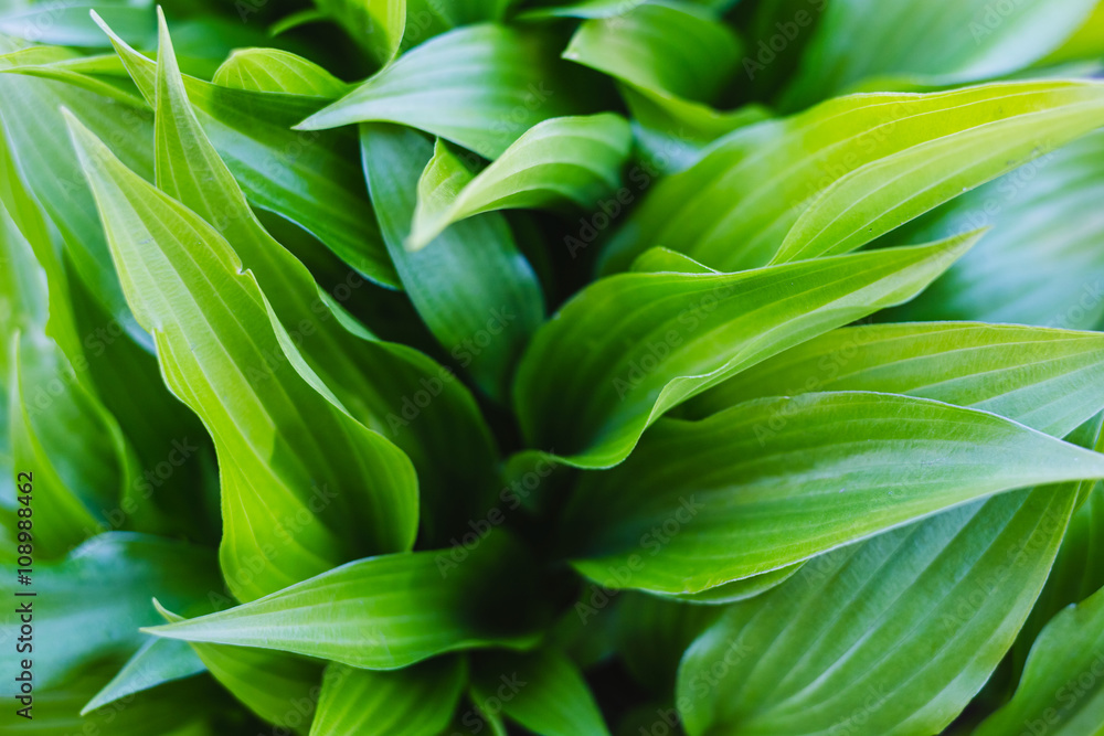 Leaves of Hosta. Green life background. Leaves of Hosta. Green life background.