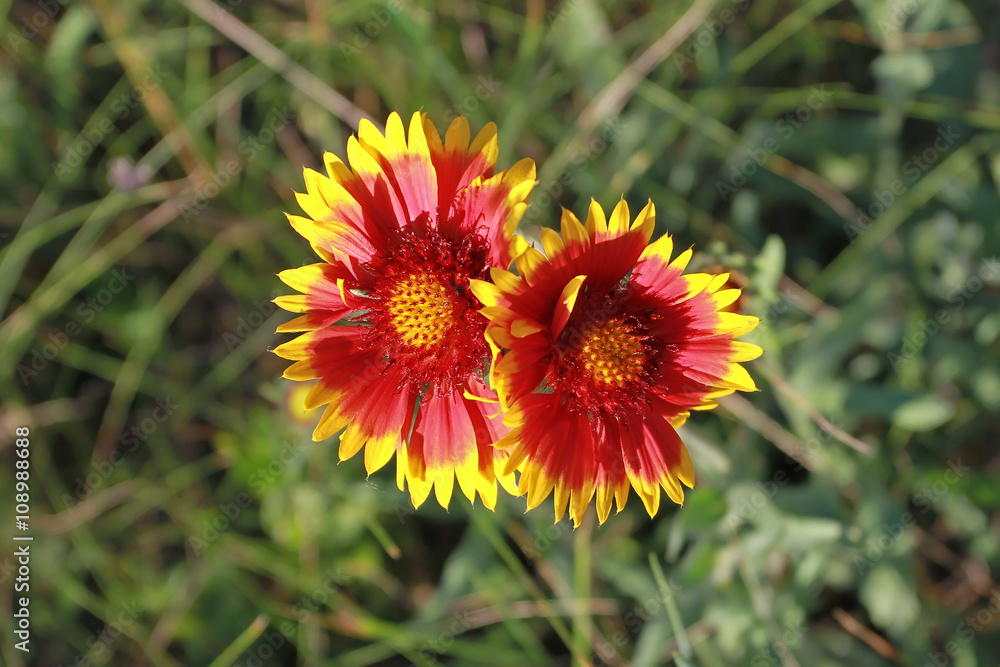 Two red flower with yellow border stand together as if embracing Two red flower with yellow border stand together as if embracing