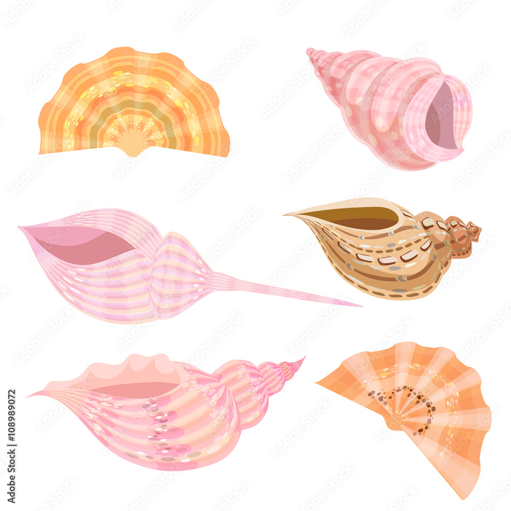 Sea shells set isolated on white background. Sea shells set isolated on white background.