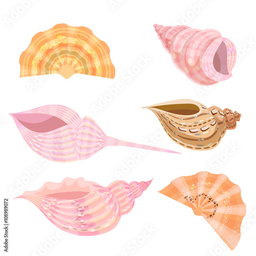 Sea shells set isolated on white background.
