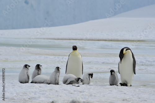 Emperor Penguins with chick