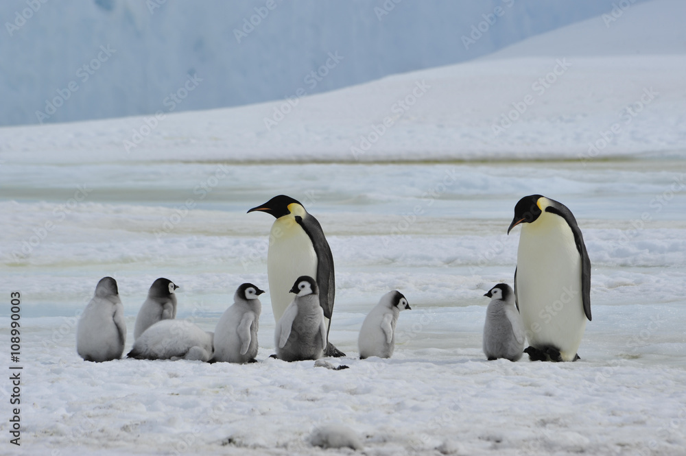 Obraz premium Emperor Penguins with chick