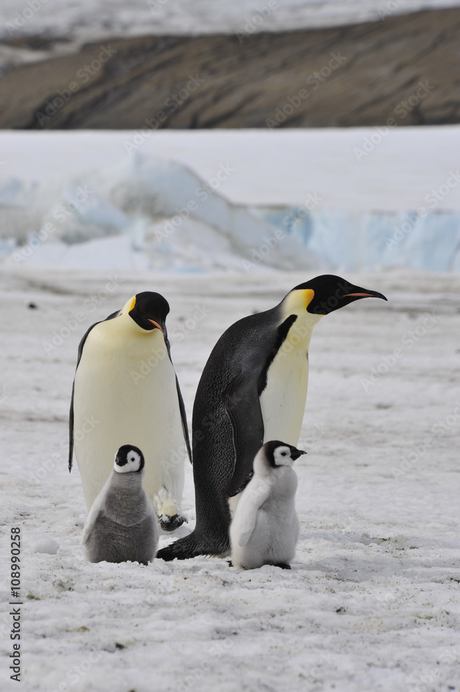 Fototapeta premium Emperor Penguins with chick