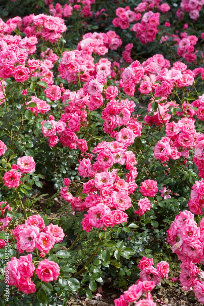 Beautiful buch pink roses close-up Beautiful buch pink roses close-up