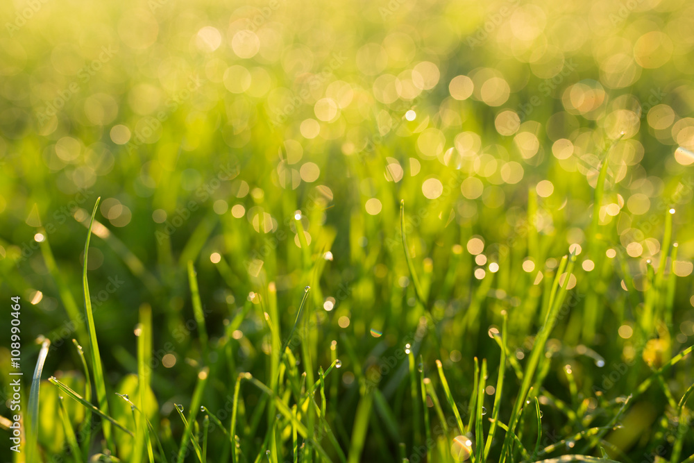 Water drops on the green grass Water drops on the green grass