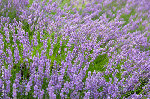 Purple violet color lavender flower field closeup background. Selective focus used.