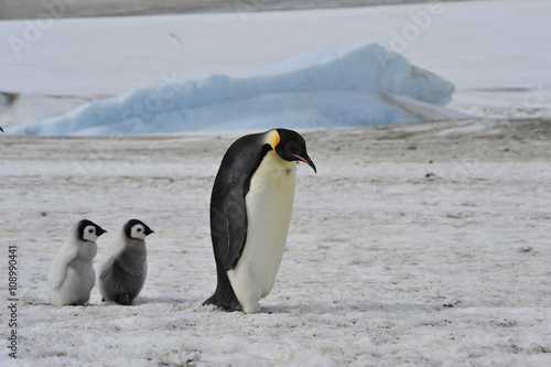 Emperor Penguins with chick