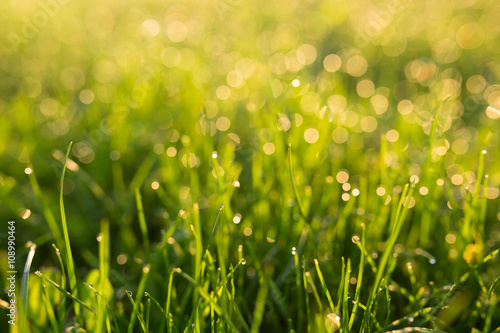 Water drops on the green grass