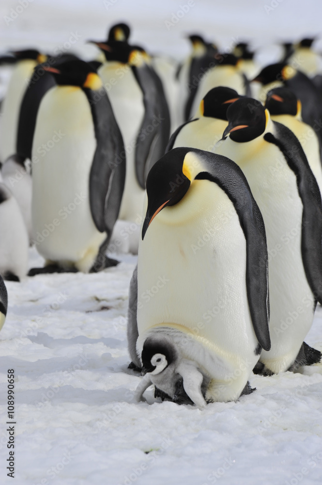 Fototapeta premium Emperor Penguins with chick