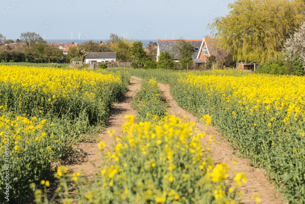 Pathway through a rape seed field on the outskirts of Whitstable