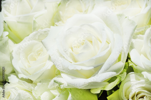 Natural background, bouquet with white and green roses with dew