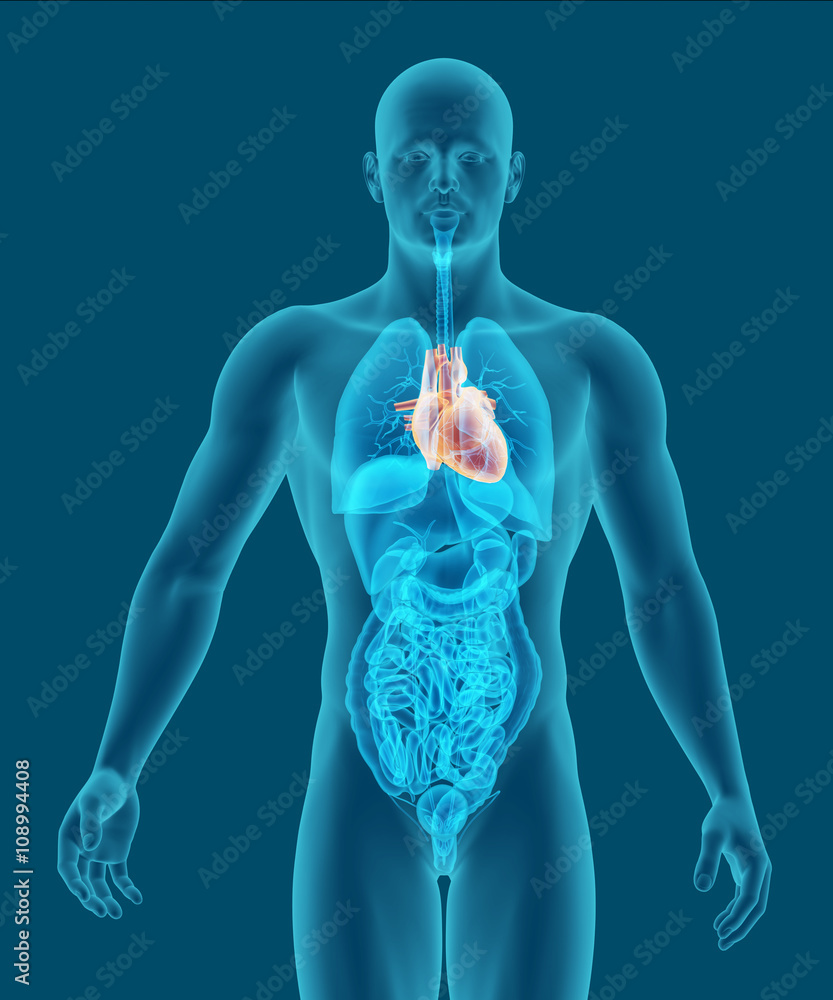 man with a visible heart and internal organs 3d illustration man with a visible heart and internal organs 3d illustration