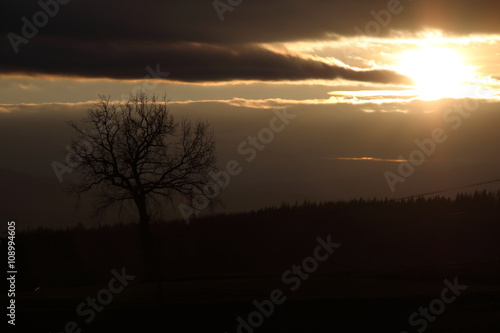 Zachód Słońca nad umarłym drzewem